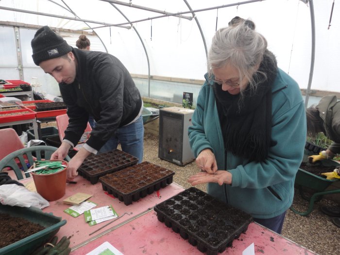 2 people lean over some seed trays in a polytunnel, sowing seeds