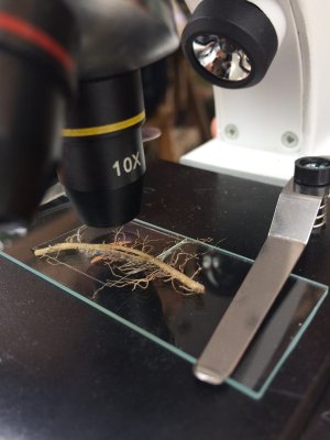 close up of 10x microscope lens looking at a plant root laid out on a slide