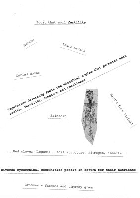 diagram of plant and root system with type written text stuck on at different angles reading: "boost that fertility", "nettle, black medick, curled docks, birdsfoot trefoil, sainfoin" 