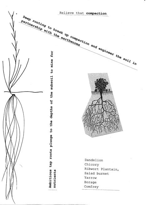 drawings and diagrams of deep rooting plants with type written text stuck on at different angles reading: "relieve that compaction", "dandelion, chicory, ribwort plantain, salad Burnet, yarrow, borage, comfrey"  