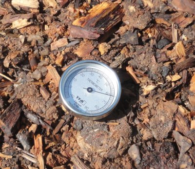 a round thermometer in a brown woody compost pile, reads just over 60 degrees centrigrade