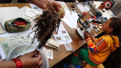 someone is holding some plant roots covered in soil in foreground, whilst a small child wearing brightly coloured clothing peers through a microscope in background. the table is littered with soil samples, diagrams and an open pencil case 