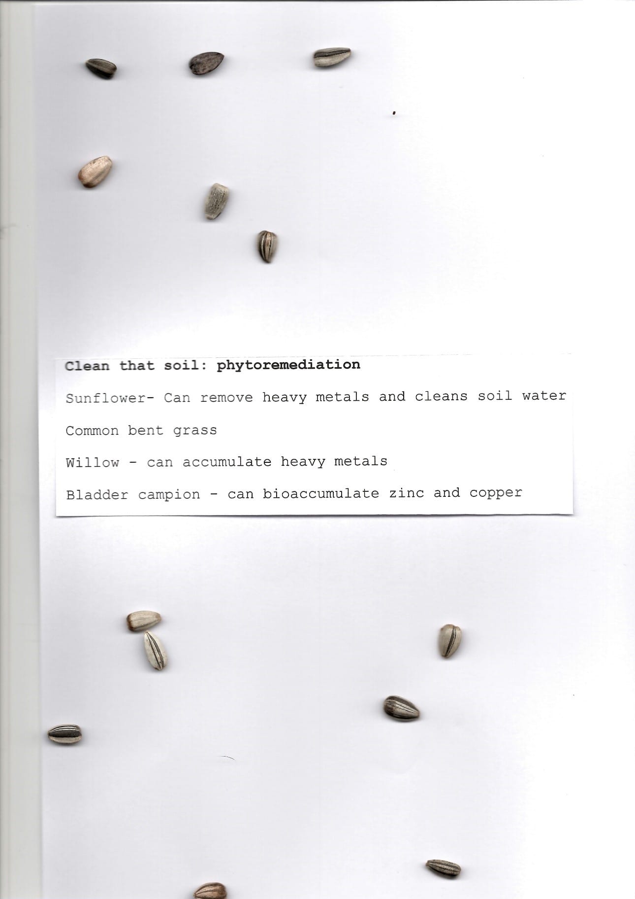 phytoremediation phytoremediation